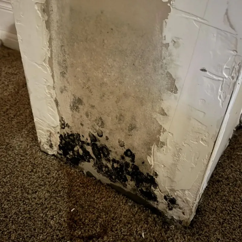 Professional Mold Removal in New Athens, IL
